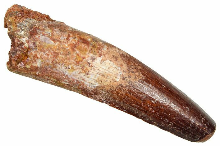 Fossil Spinosaurus Tooth - Feeding Worn Tooth #370696